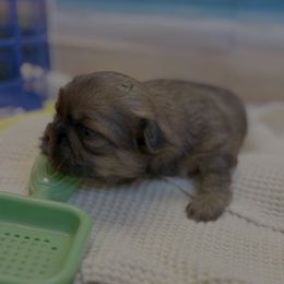 Jodi - Chocolate and tan female Shih Tzu puppy in Brevard, North Carolina from House of Little Lions