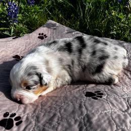 Skittles - Blue merle female Australian Shepherd puppy in Hubbard, Texas from Poston Paddock Aussies LLC