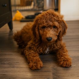 Beverly - Red  female Goldendoodle puppy in Lancaster, California from Kid's Best Doodle
