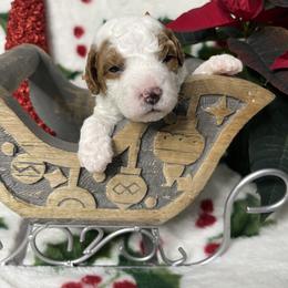 Ace - Red  male Goldendoodle puppy in Roseburg, Oregon from Dbos Furry Friends