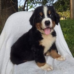 Red Male - Black rust and white male Bernese Mountain Dog puppy in Greenwood, Delaware from A&A Greenwood Puppies