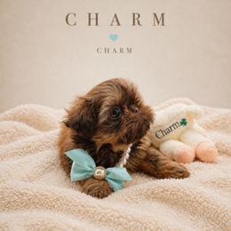 Charm - Liver female Shih Tzu puppy in Richmond, Texas from Aleka Shih Tzu