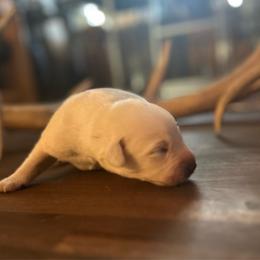 Blue Collar - Yellow male Labrador Retriever puppy in Nampa, Idaho from Gem State English Labrador Retrievers
