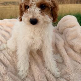 Lilly - Blenheim female Cavapoo puppy in Malad City, Idaho from Poppy Meadow Puppies