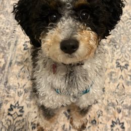 Aussiedoodle All Grown Up from Iron Doodles