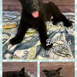 German Shepherd Puppies from Pocono GSD