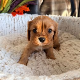 Chicken Nugget - Ruby male Cavalier King Charles Spaniel puppy in De Soto, Missouri from Blooming Cavaliers