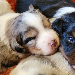 Miniature Australian Shepherd and Toy Australian Shepherd Puppies from Miller Hill Aussies