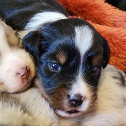 Miniature Australian Shepherd and Toy Australian Shepherd Puppies from Miller Hill Aussies