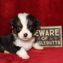 Pembroke Welsh Corgi Puppies from Foxie Moxie Corgis LLC
