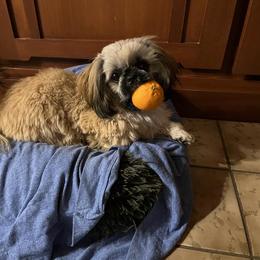 Shih Tzu Puppies from North State Shih tzus