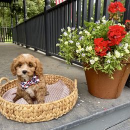 Hank - Apricot male Cavapoo puppy in Bozrah, Connecticut from Cedar Creek Farm