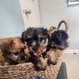 Yorkshire Terrier Puppies from Port City Yorkies LLC