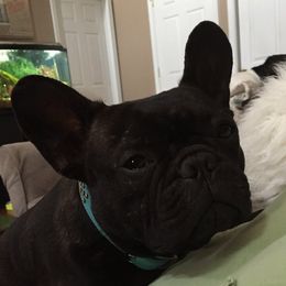 Beignet - French Bulldog