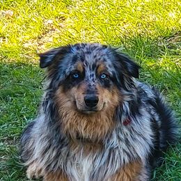 Australian Shepherds from Southern Sass Aussies