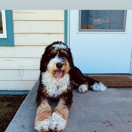 Bernedoodle All Grown Up from Boise Bernedoodles