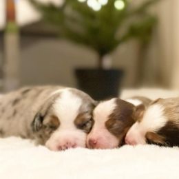 Miniature American Shepherds and Miniature Australian Shepherds from Scv minis