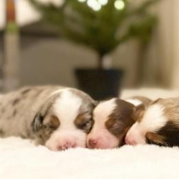 Miniature American Shepherds and Miniature Australian Shepherds from Scv minis