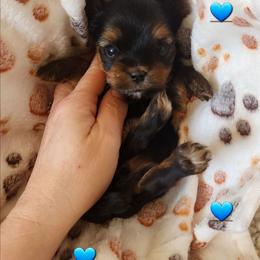 Oliver - Black and tan male Yorkshire Terrier puppy in Dallas, North Carolina from Mandy's Miracles