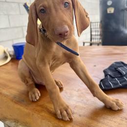 Vizsla Puppies from Mariposa Vizslas