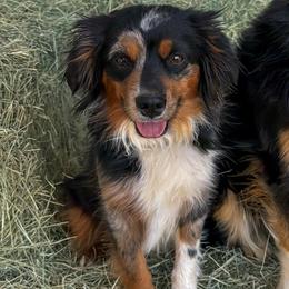 Dottie - Blue merle female Miniature Australian Shepherd puppy in Apache Junction, Arizona from Circle T Mini Aussies