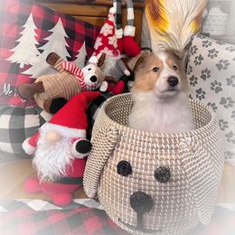 Collie Puppies from Cold Mountain Collies