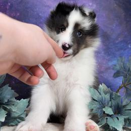 Smudge - Blue merle white and tan male Shetland Sheepdog puppy in Elk, Washington from Asgard Shetland Sheepdogs