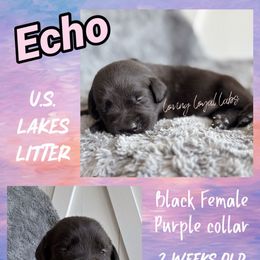 Echo - Black Female - Purple Collar - Black female Dilute Retriever puppy in Roberts, Wisconsin from Loving Loyal Labs