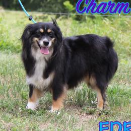 Charm - Toy Australian Shepherd