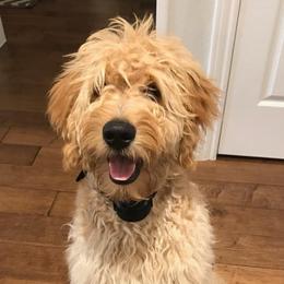 Goldendoodles from Texas Big Country Golden Doodles