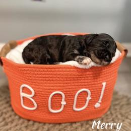 Merry - Merle female Goldendoodle puppy in Siesta Key, Florida from Siesta Key Doodles