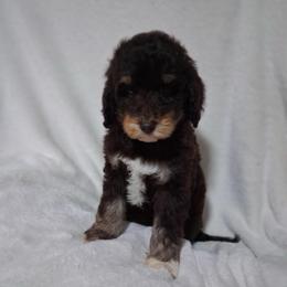 Musketeers - Tri-color male Bernedoodle puppy in Arabi, Georgia from Huckadoodle Farm