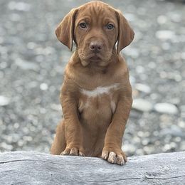 Scout - Golden rust male Vizsla puppy in Palmer, Alaska from Parker Ranch