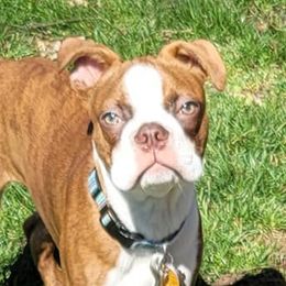 Boston Terriers from Bryn's AKC Bostons