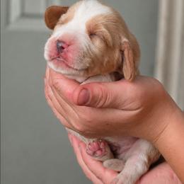Butterfinger - Lemon and white male Beagle puppy in Lake City, Florida from Sunkissed Beagles