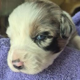 Isabella - Blue merle female Australian Shepherd puppy in Harrodsburg, Kentucky from Triple M Aussies