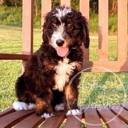 Hazelnut (Purple) - Tri-color female Bernedoodle puppy in Rockwall, Texas from Glory Doodles