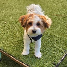 Cassie - Havanese