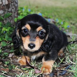Dachshunds from Beaver's Pups