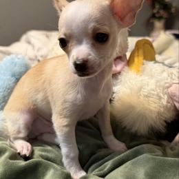 Pinto - Cream and white male Chihuahua puppy in Amity, Pennsylvania from Rhoda and Verna