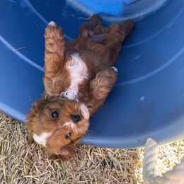 Cavapoo and Shihpoo Puppies from Haus of Doodles
