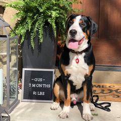 Greater Swiss Mountain Dog and Nederlandse Kooikerhondje Puppies from Ambermoon Kooikerhondje Blackamber Greater Swiss Mountain Dogs