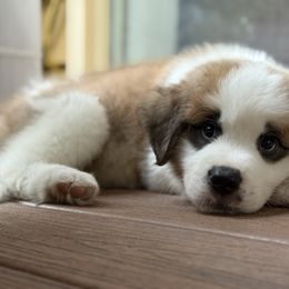 Dilly Dally orange collar - Mahogany and white male Saint Bernard puppy in Auburn, Washington from Sara’s Saint Bernards