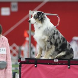 Roo - Miniature Australian Shepherd