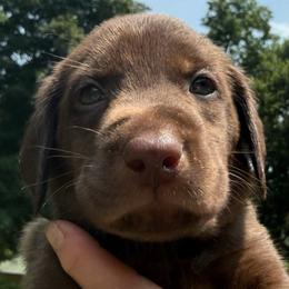 Boy 4 - male Labrador Retriever puppy in Rockville, Indiana from Point to Point West