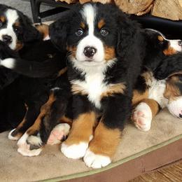 Bernese Mountain Dog Puppies from Nugents Bernese Mountain Dogs