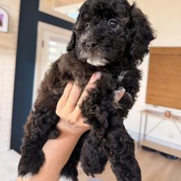 Flowers - Black and white female Sheepadoodle puppy in North Royalton, Ohio from Johnson's Doodles