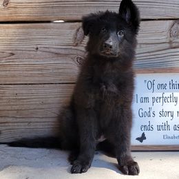 Girl 6 - Shiloh Shepherd puppy from Look Up Shilohs