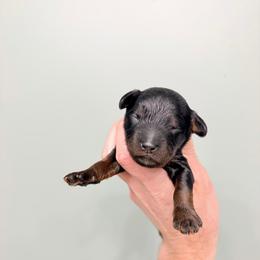Pugsley - Black and tan male Cavapoo puppy in Springfield, Ohio from Dawson & Daryn's Royal Companions