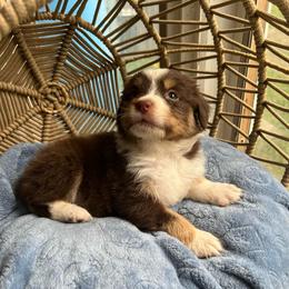 Levi - Red tri-color male Australian Shepherd puppy in Grants Pass, Oregon from Carmel Mountain Aussies